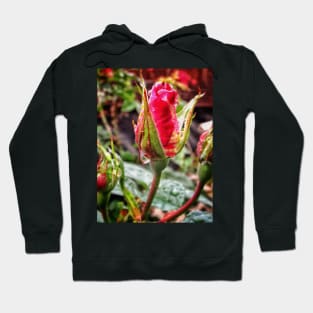 Rosebud after rain Hoodie